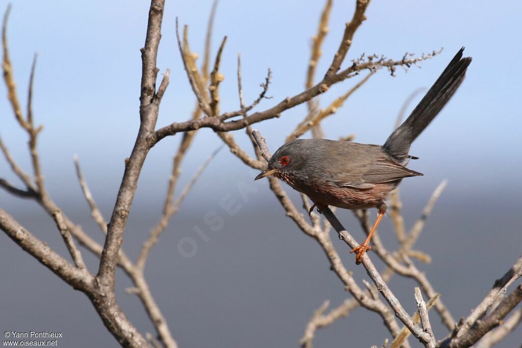 Dartford Warbler