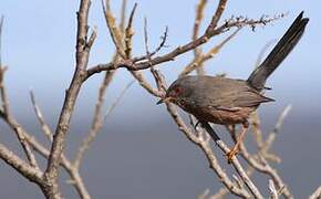 Dartford Warbler