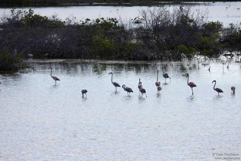 American Flamingo