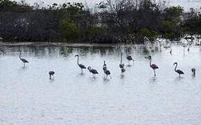 Flamant des Caraïbes