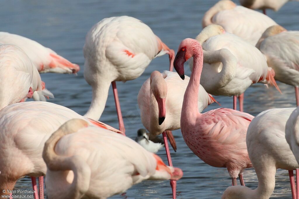 Lesser Flamingo