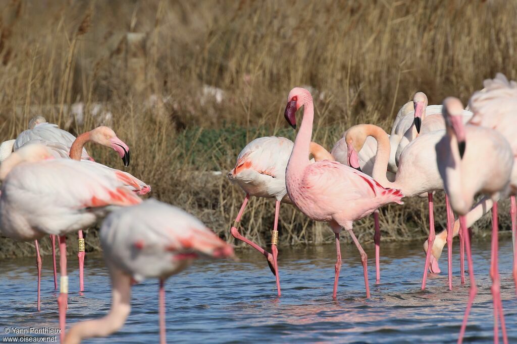 Lesser Flamingo