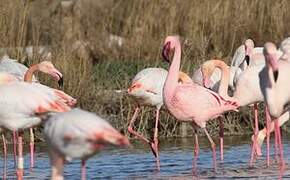 Lesser Flamingo