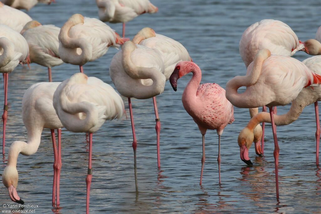 Lesser Flamingo