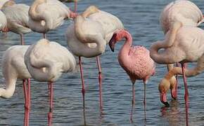 Lesser Flamingo