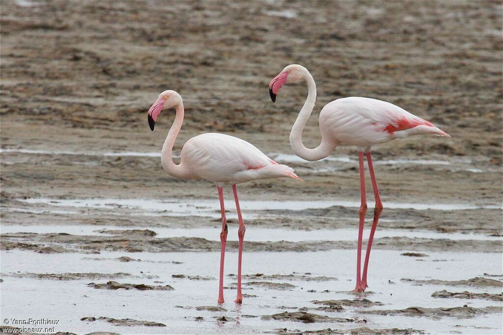 Greater Flamingo