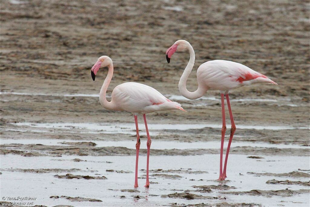 Flamant rose