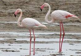 Greater Flamingo