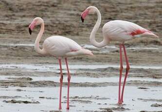 Flamant rose