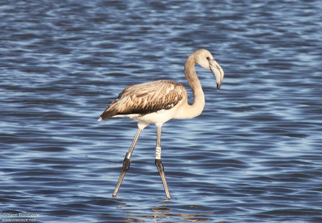 Greater Flamingojuvenile