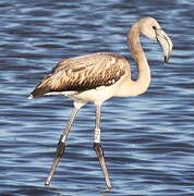 Greater Flamingo