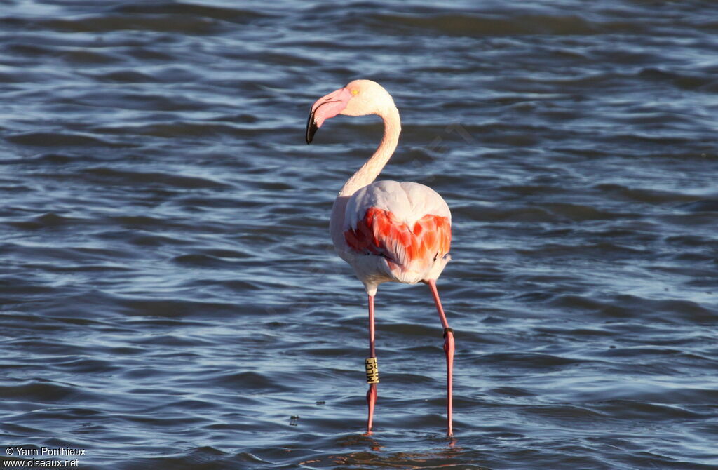 Flamant roseadulte