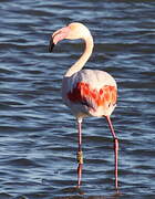 Flamant rose