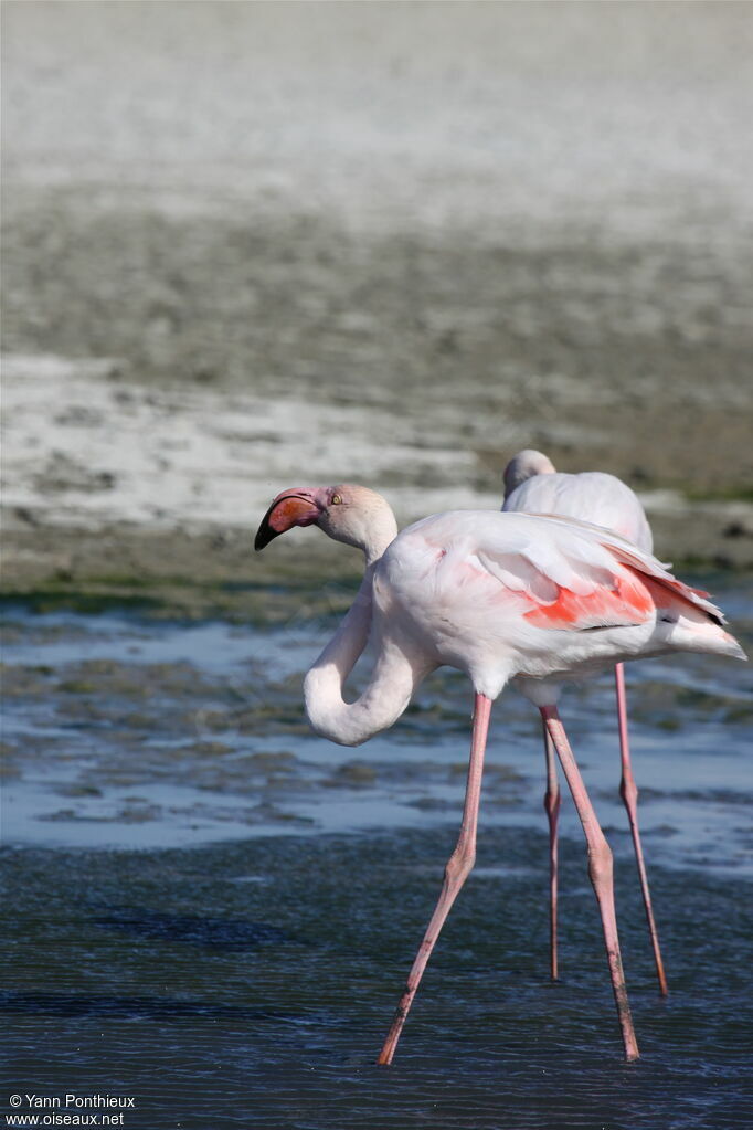 Greater Flamingo