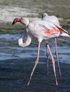 Greater Flamingo