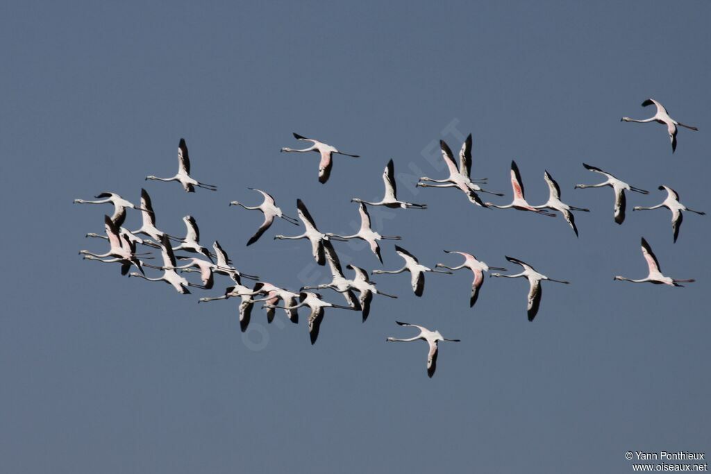 Greater Flamingo