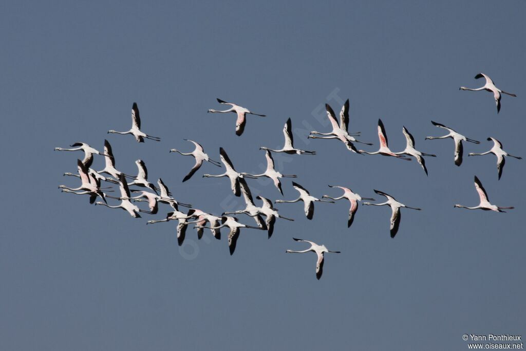 Greater Flamingo