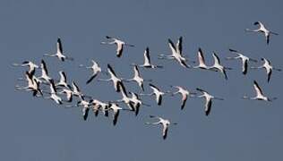 Greater Flamingo