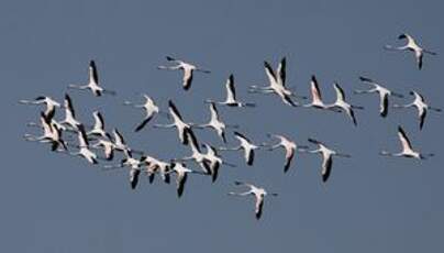 Flamant rose