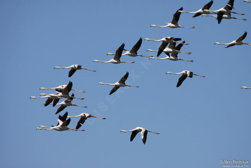 Flamant rose
