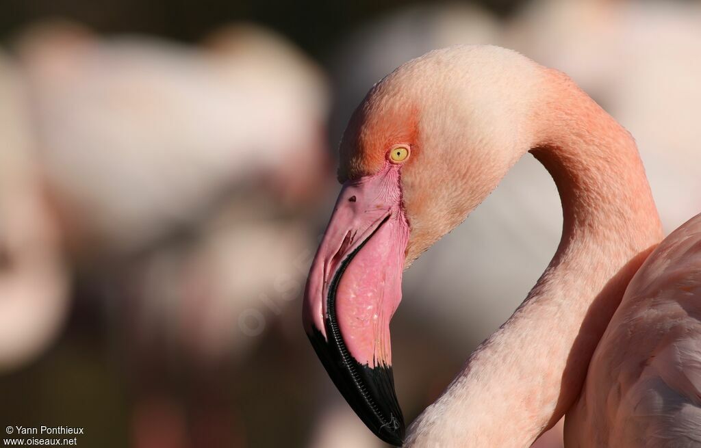 Flamant rose