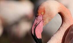 Flamant rose