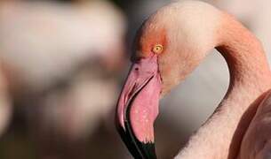 Greater Flamingo