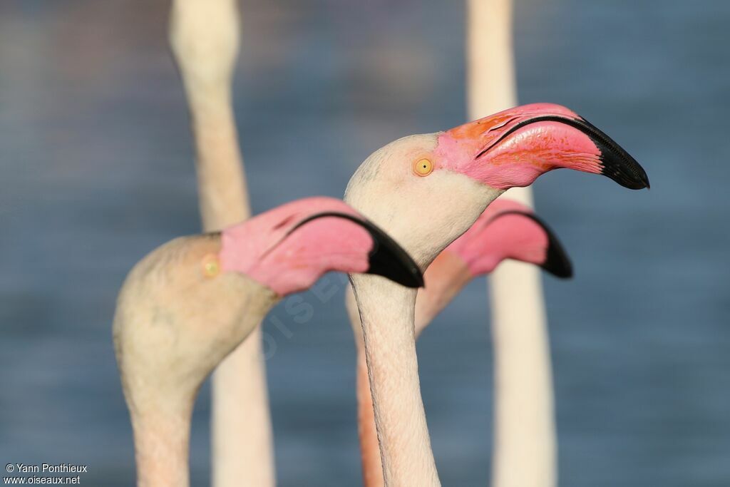 Flamant rose