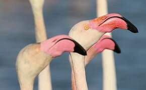 Greater Flamingo