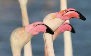 Flamant rose