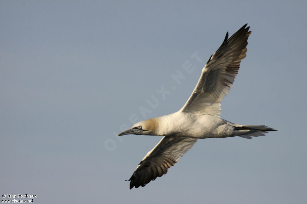 Northern Gannet