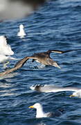 Northern Gannet