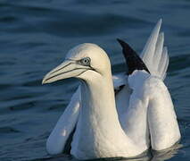 Northern Gannet