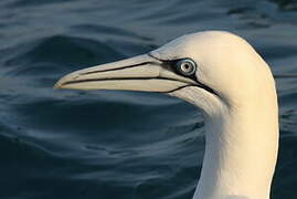 Northern Gannet