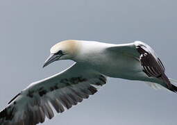 Northern Gannet