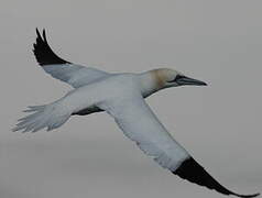 Northern Gannet