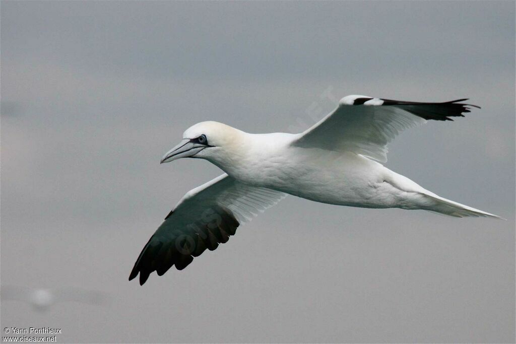 Northern Gannetadult, Flight