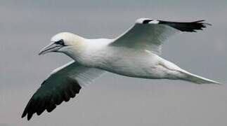 Northern Gannet