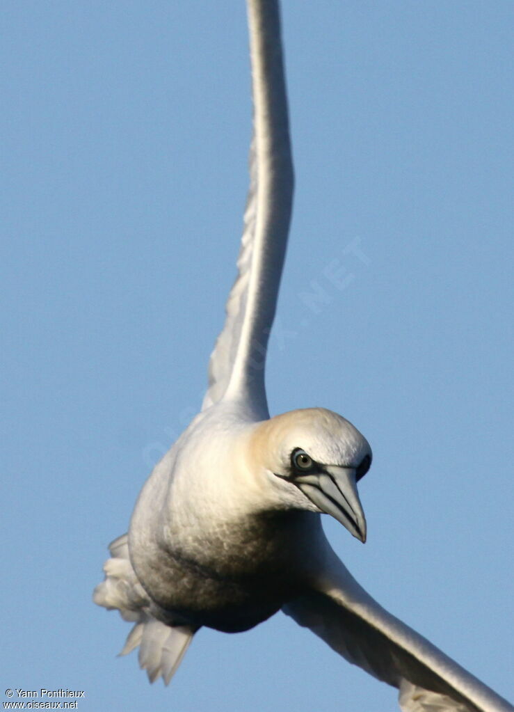 Northern Gannetadult post breeding