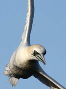 Northern Gannet