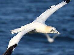 Northern Gannet