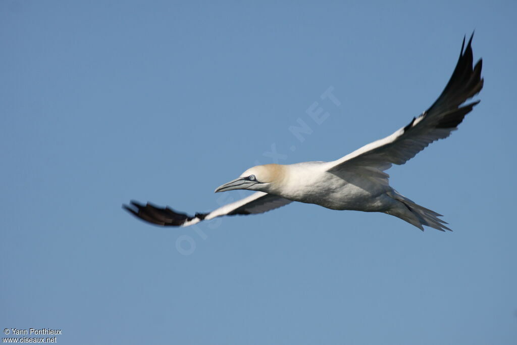 Northern Gannet