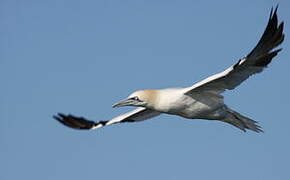 Northern Gannet