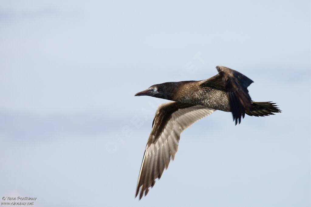 Northern Gannetjuvenile