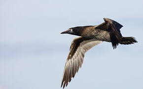 Northern Gannet