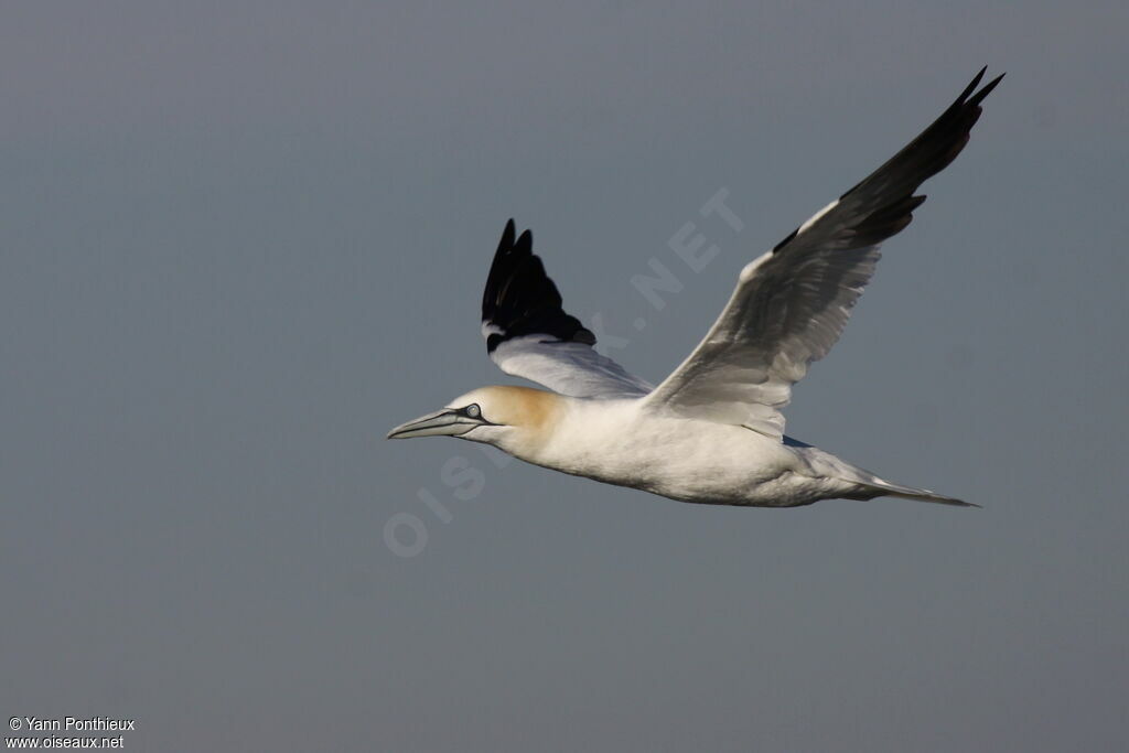 Northern Gannet