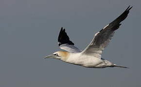 Northern Gannet