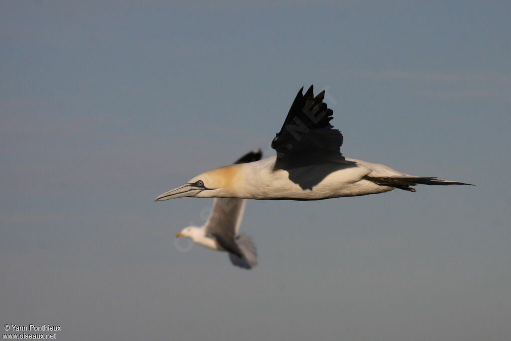 Northern Gannet