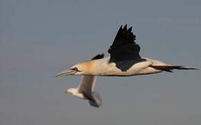 Northern Gannet