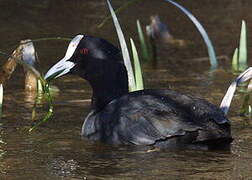 Eurasian Coot